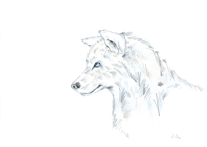 loup étude
